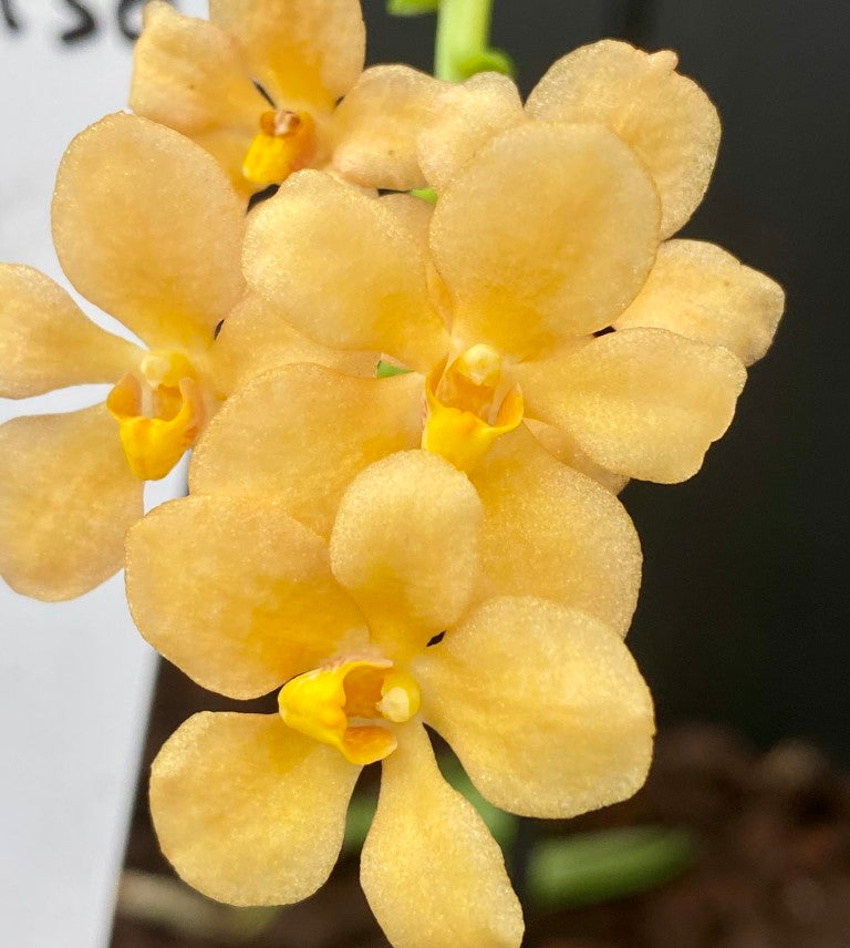 2236 Sarcochilus Bec's Gold 'Mandarin' x Myola 'Deep Yellow'