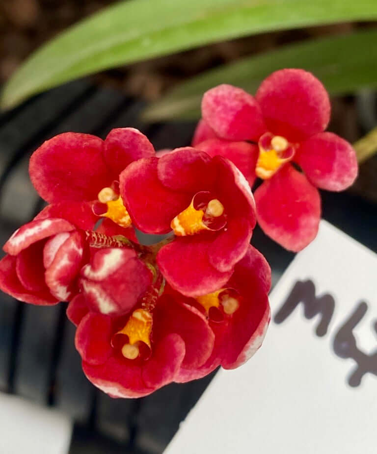 M67 Sarcochilus Rachel Emma 'Brick'
