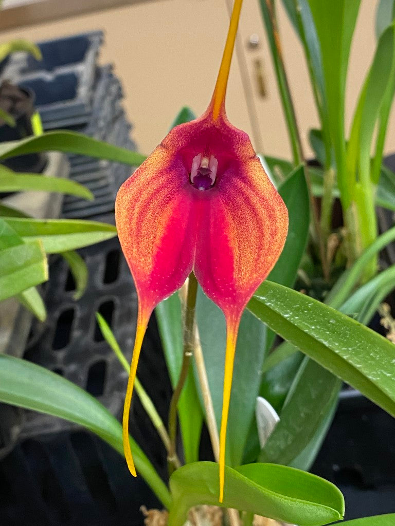 Masdevallia Blazing Wing 'Beenak Blaze'