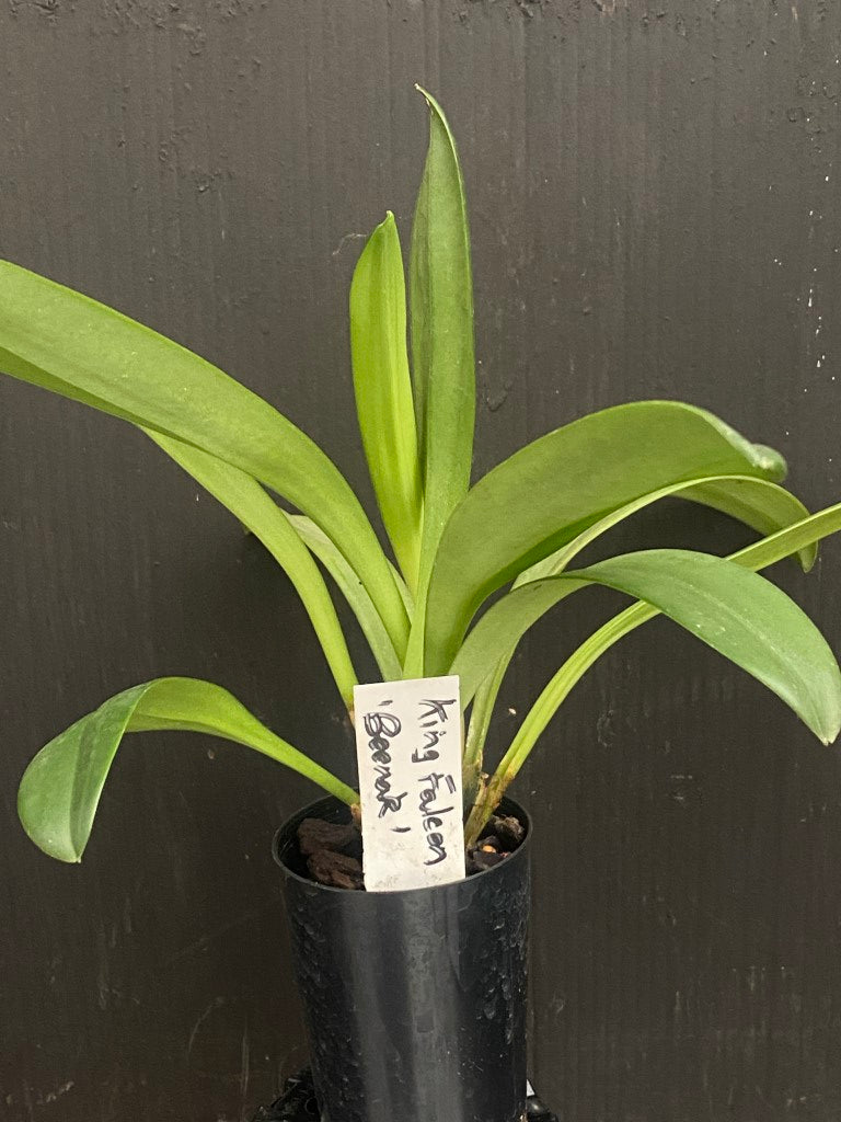Masdevallia King Falcon 'Beenak' AM/AOC