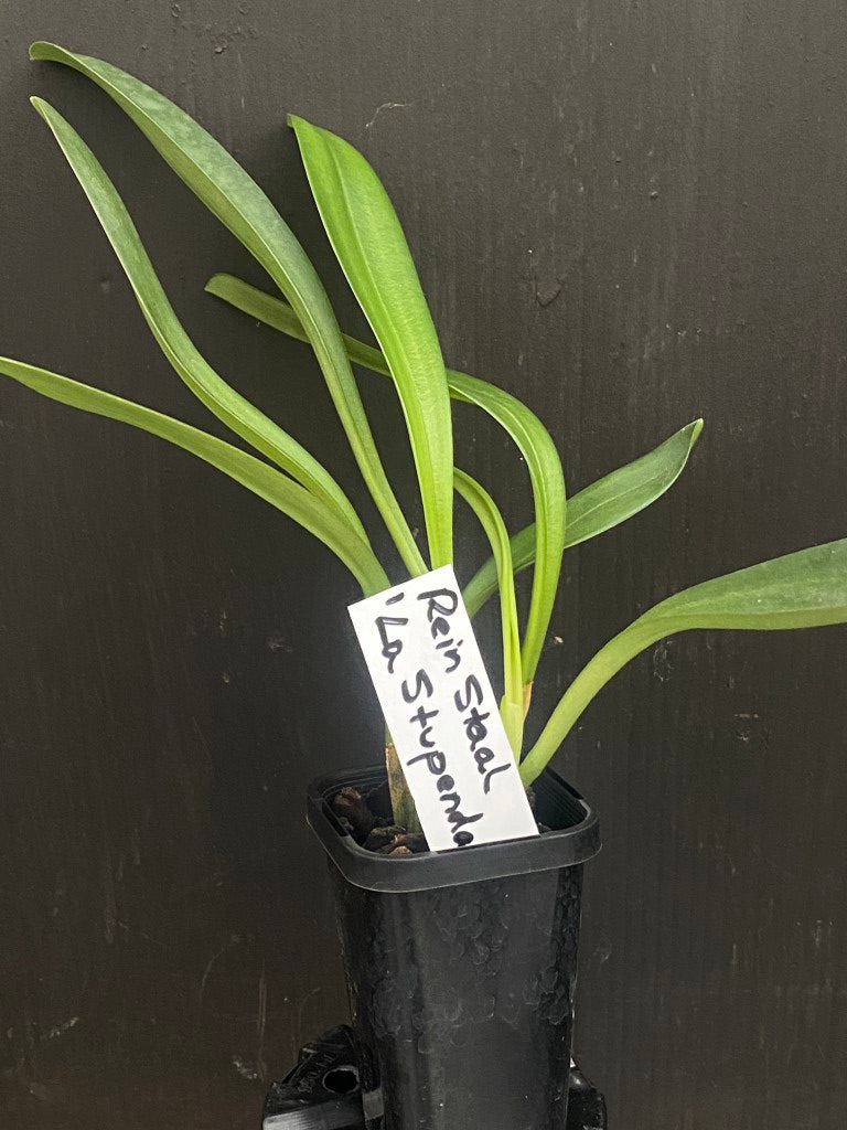 Masdevallia Rein Staal 'La Stupenda' V.G.