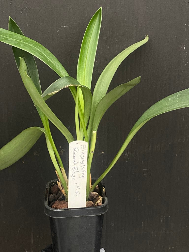Masdevallia Blazing Wing 'Beenak Blaze'