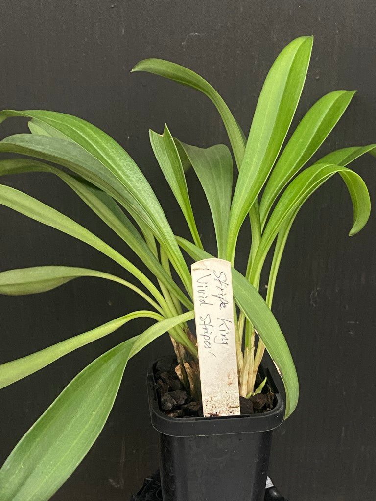 Masdevallia Stripe King 'Vivid Stripes'