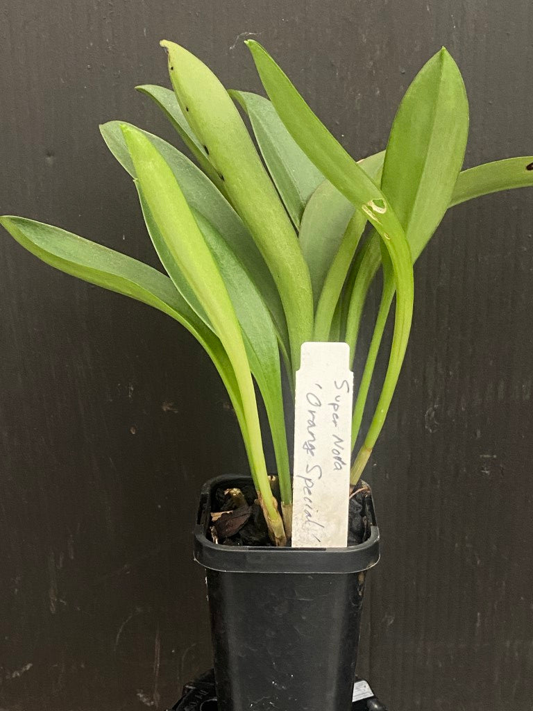 Masdevallia Super Nova 'Orange Special'