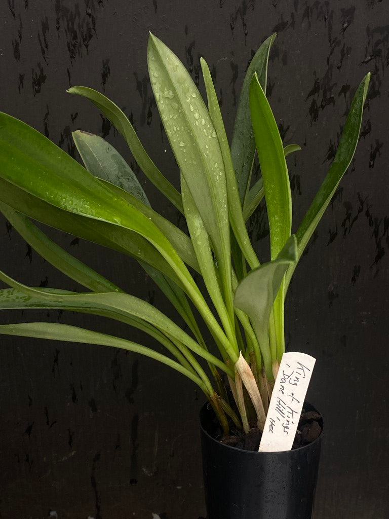 Masdevallia King of Kings 'Dane Hill' AM/AOC