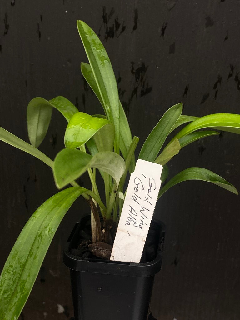 Masdevallia Gold Wing 'Gold Alba'
