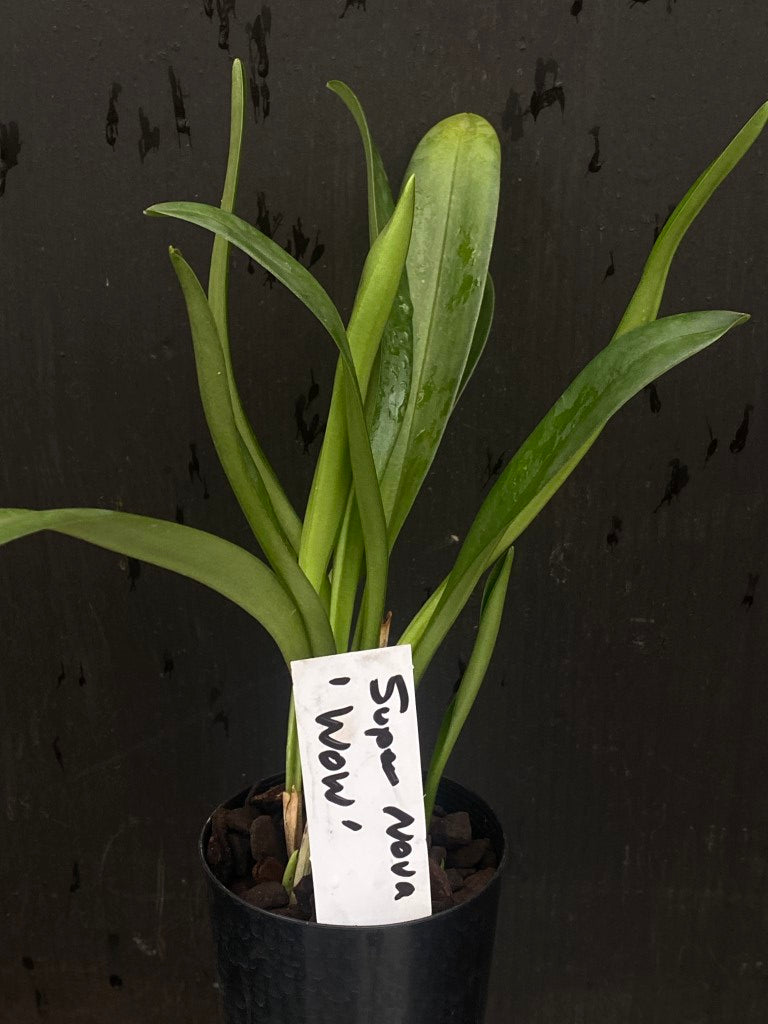 Masdevallia Super Nova 'Wow'