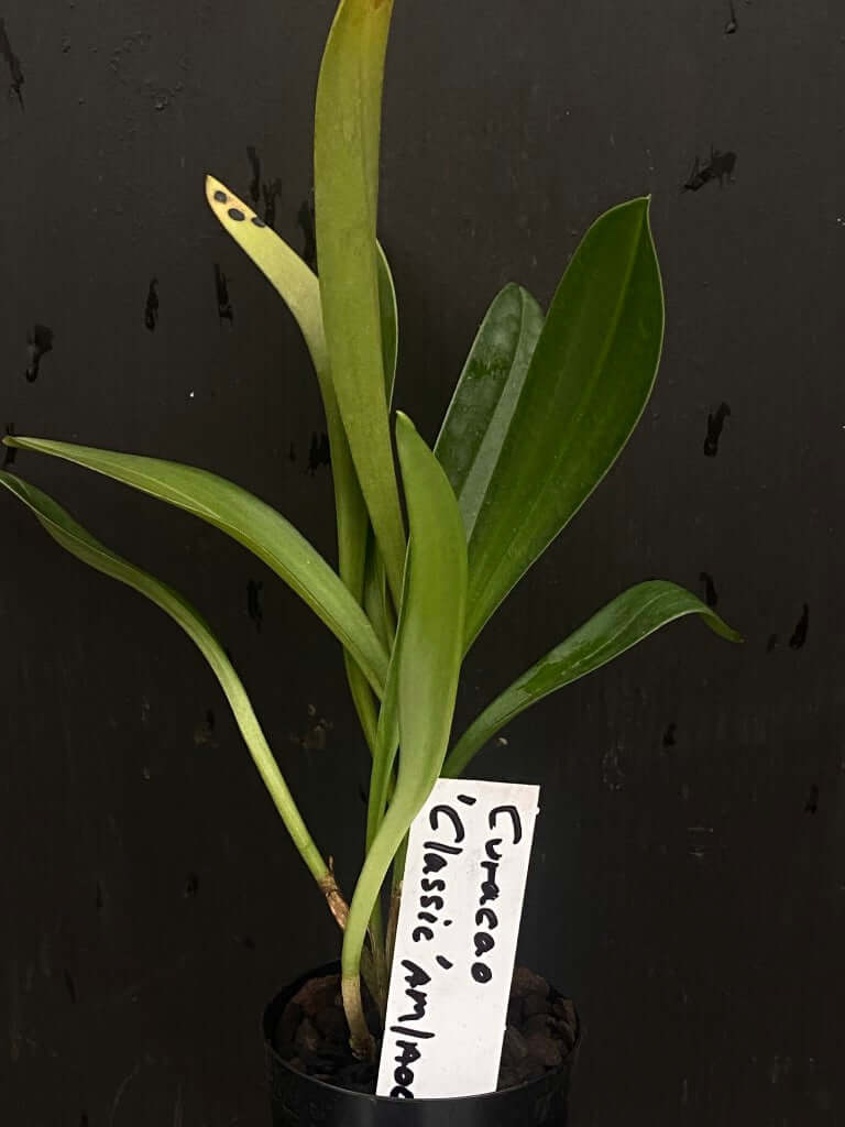 Masdevallia Curacao 'Classic' AM/AOC