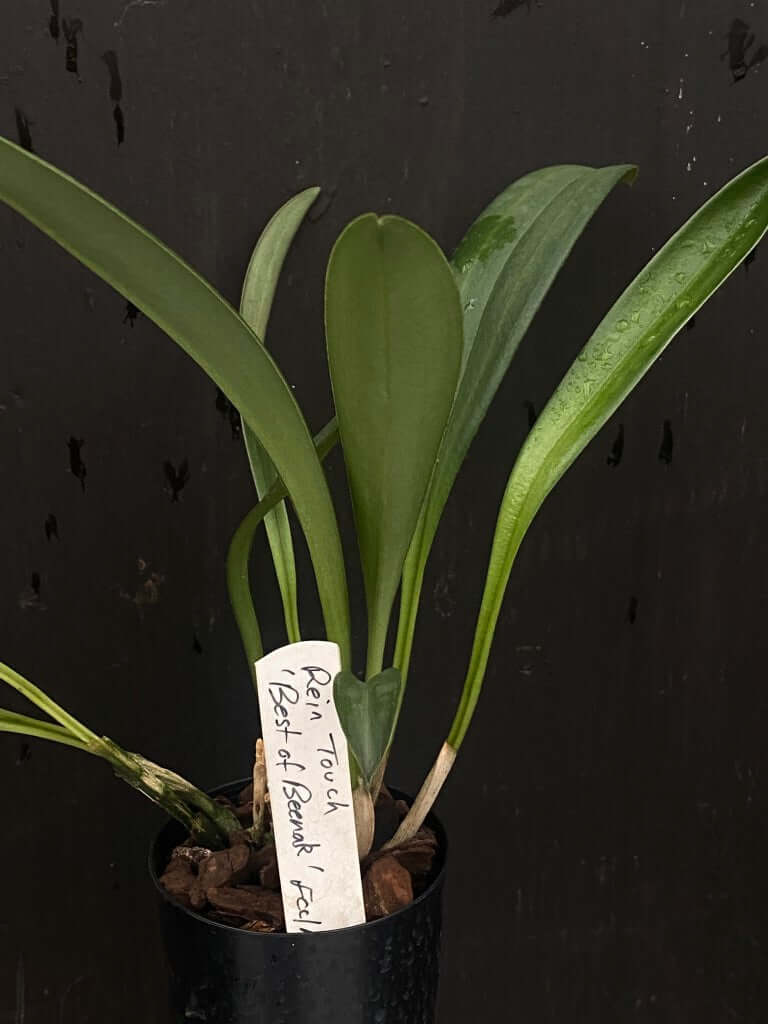Masdevallia Rein Touch 'Best of Beenak' FCC/AOC