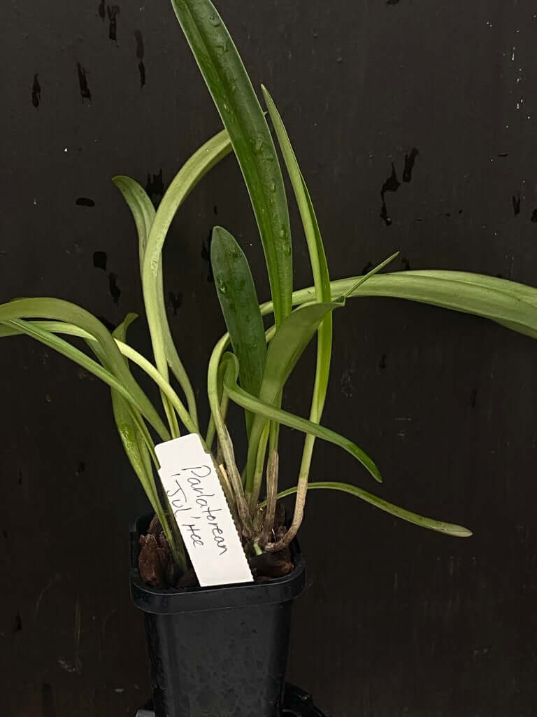Masdevallia Parlatoreana 'Jul' HCC/AOC