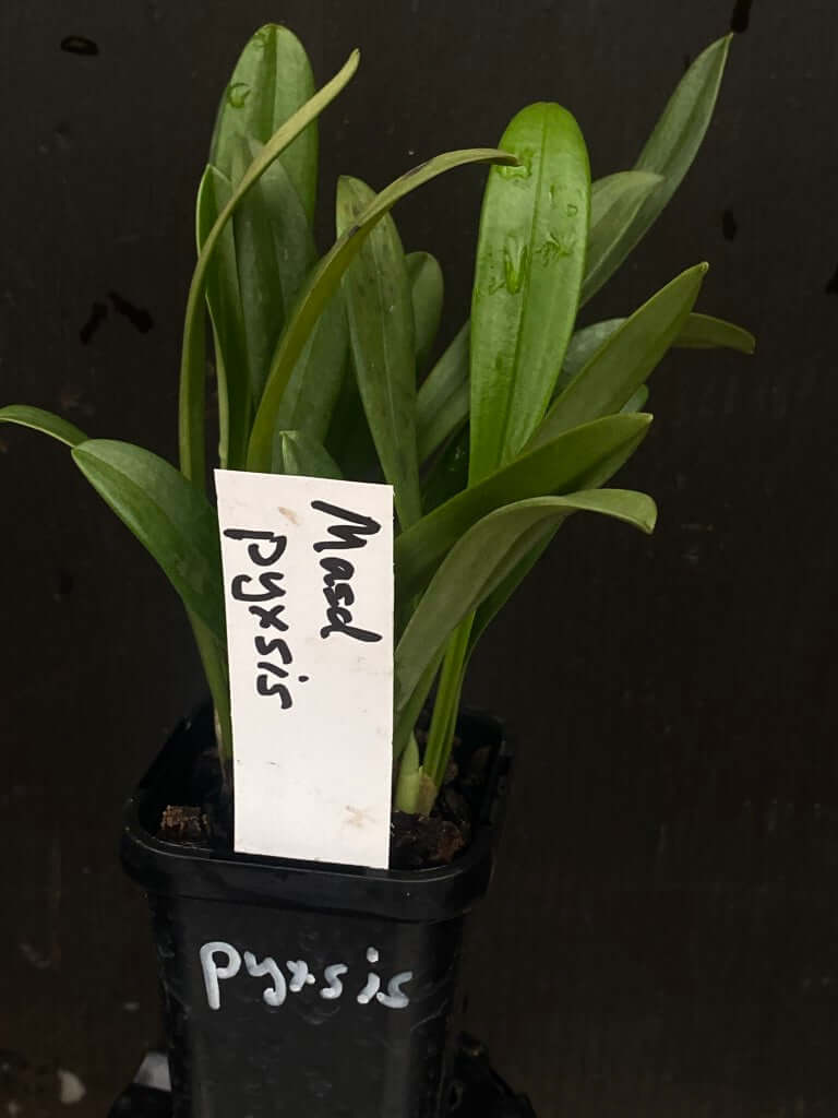 Masdevallia pyxsis (species)
