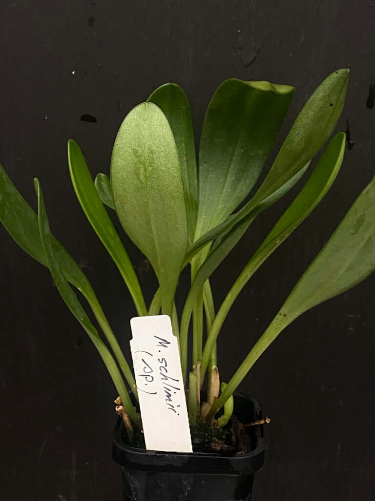 Masdevallia schlimmii (species)