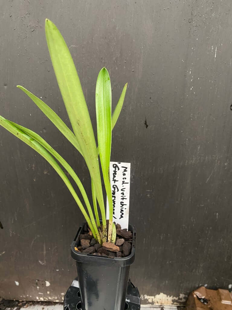 Masdevallia veitchiana 'Great Grosvenor' (species)