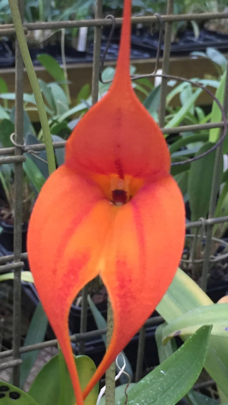 Masdevallia King of Kings 'Dane Hill' AM/AOC