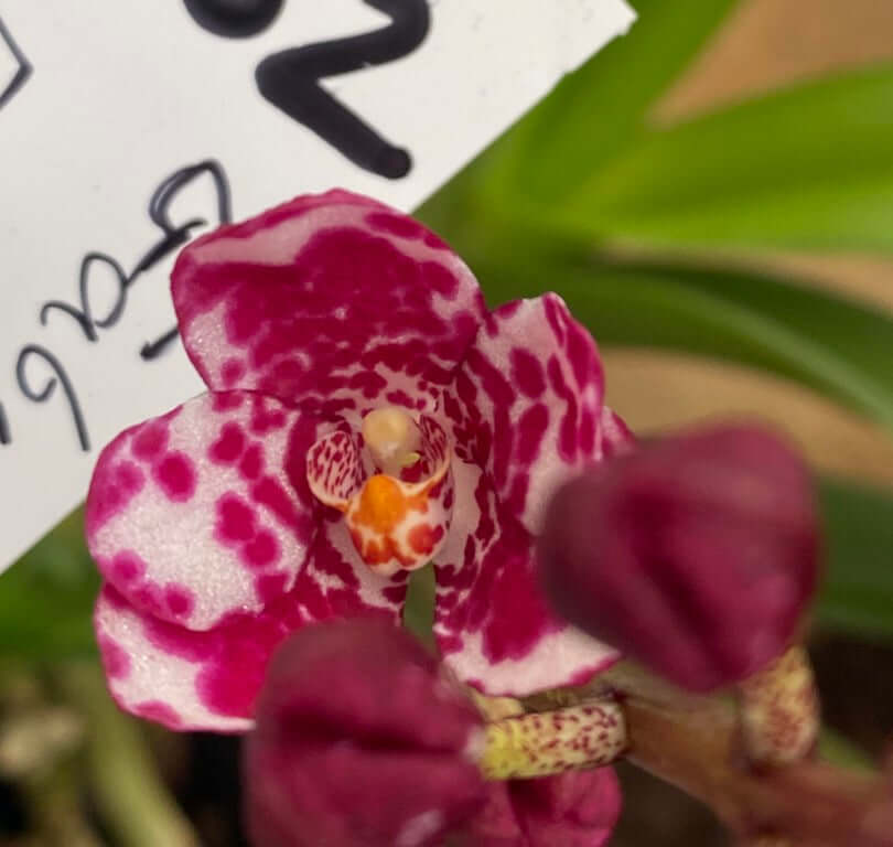 M82 Sarcochilus Maria's Child