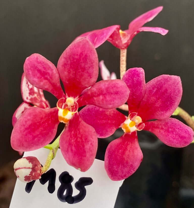 M85 Sarcochilus Berry 'Pink Red'