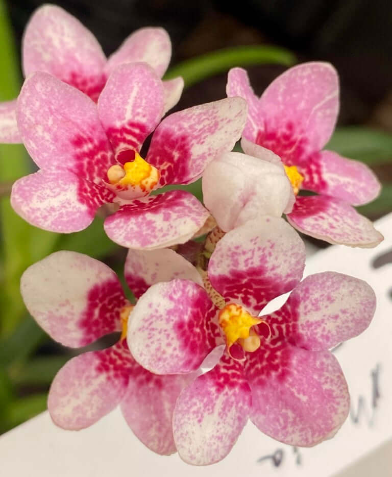 M98 Sarcochilus Sparkling Rose