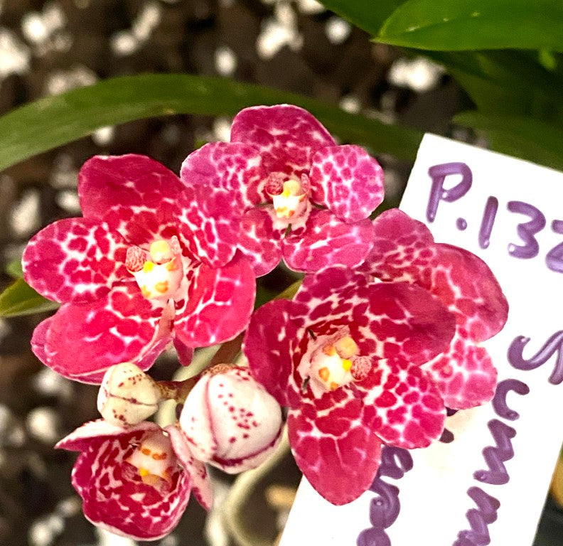 P132 Sarcochilus Summer Ale 'Shapely'