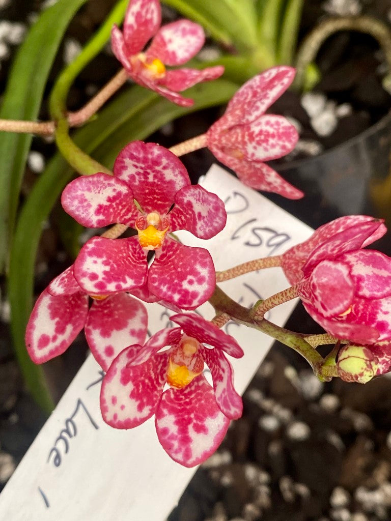 P159 Sarcochilus Burgundy On Ice 'Pink Lace'