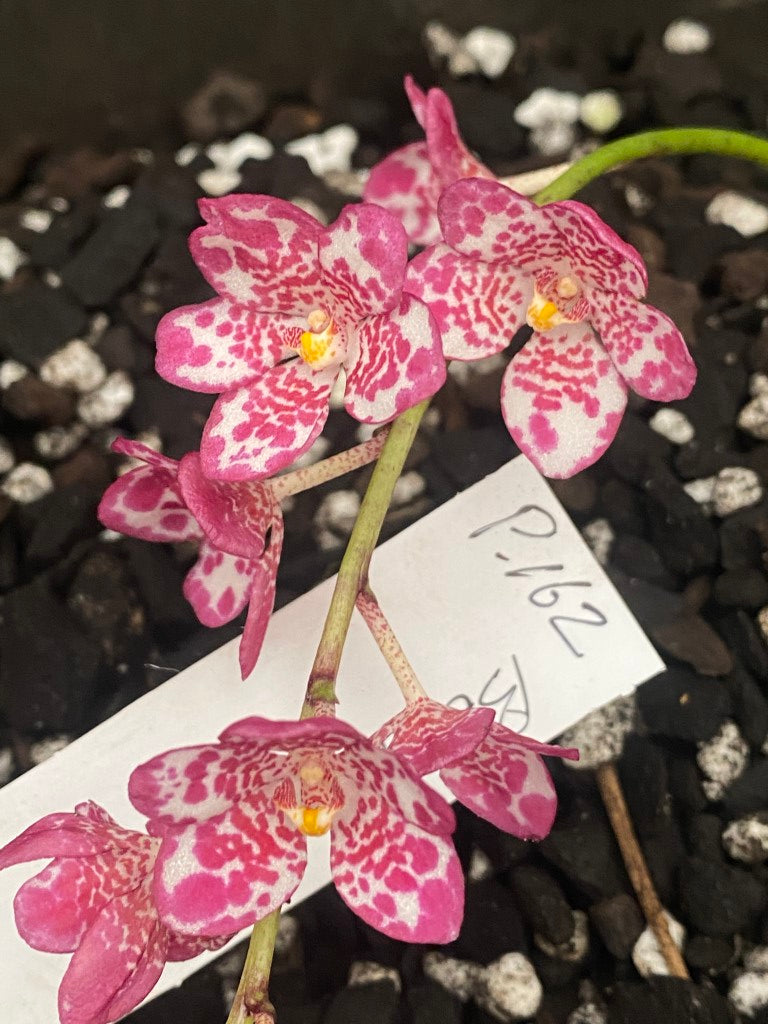 P162 Sarcochilus Sarah Kate 'Freckles'