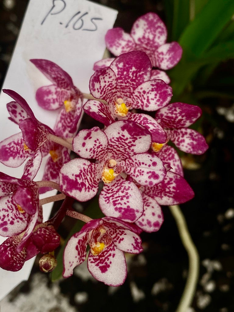 P165 Sarcochilus Maria 'Floral Pink'