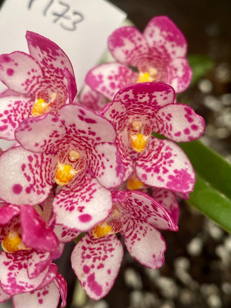 P173 Sarcochilus Maria 'Floral Dance'
