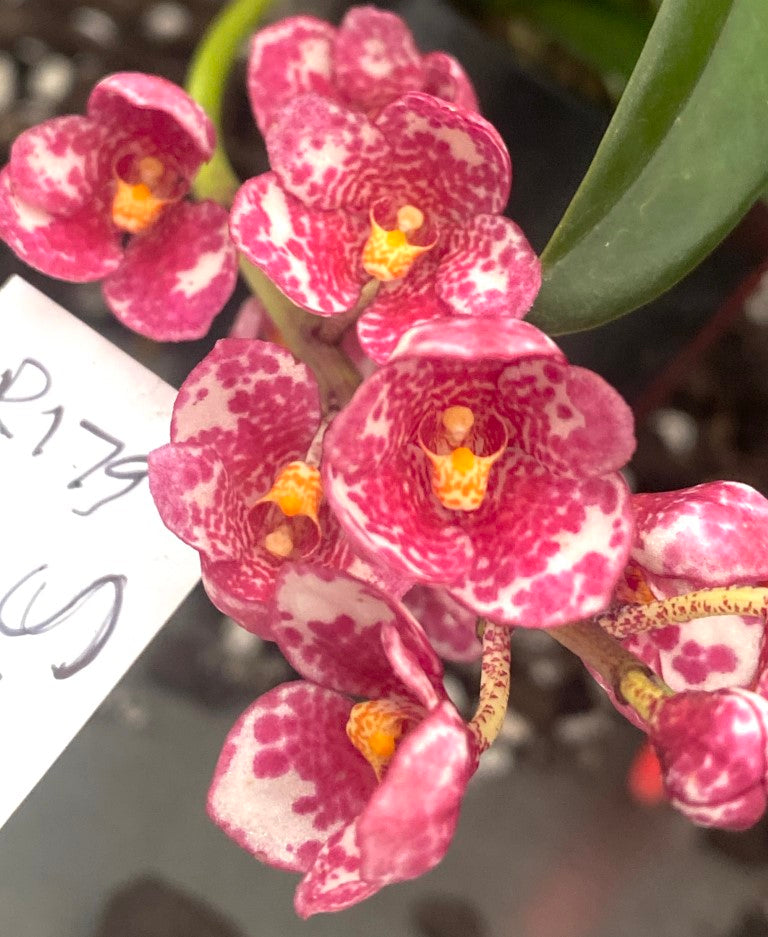 P179 Sarcochilus Sparkling Dove 'Fever'