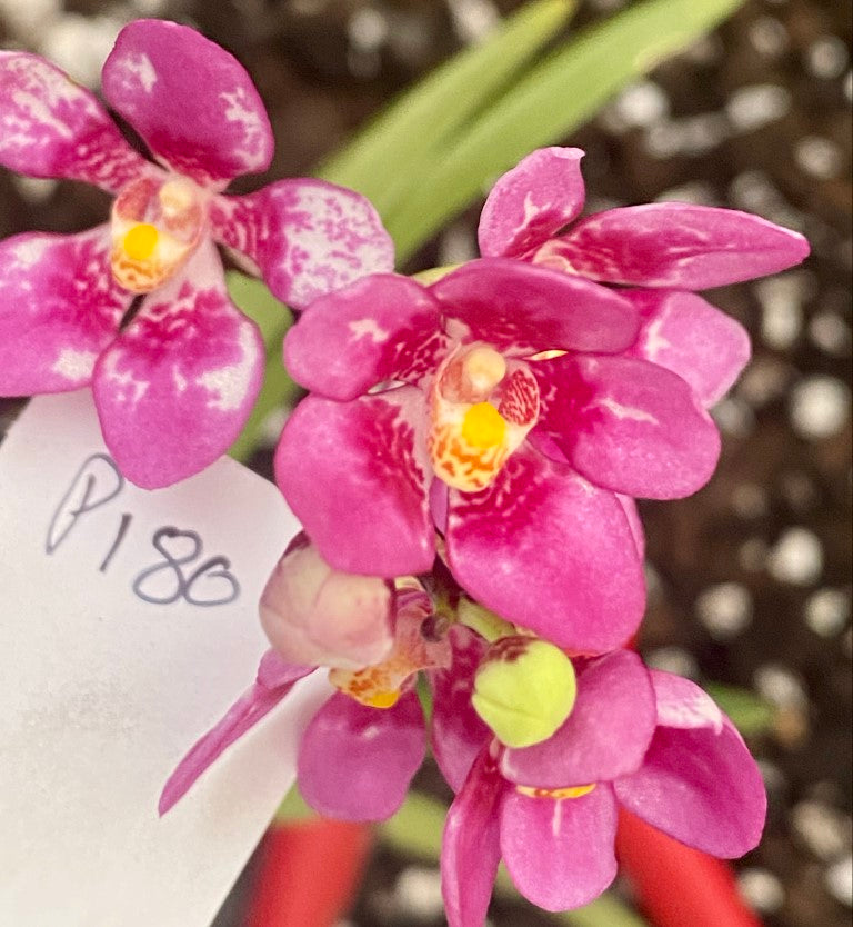 P180 Sarcochilus Sparkling Rose 'Pink Blush'