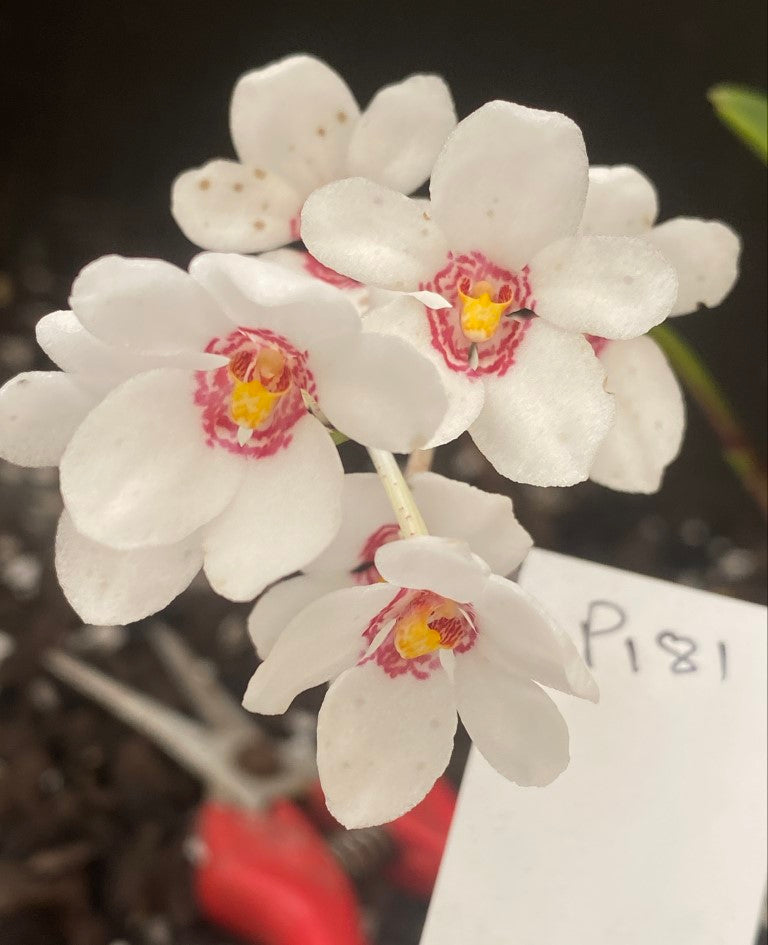 P181 Sarcochilus (Shimmy x Parma) 'White Sparkle'