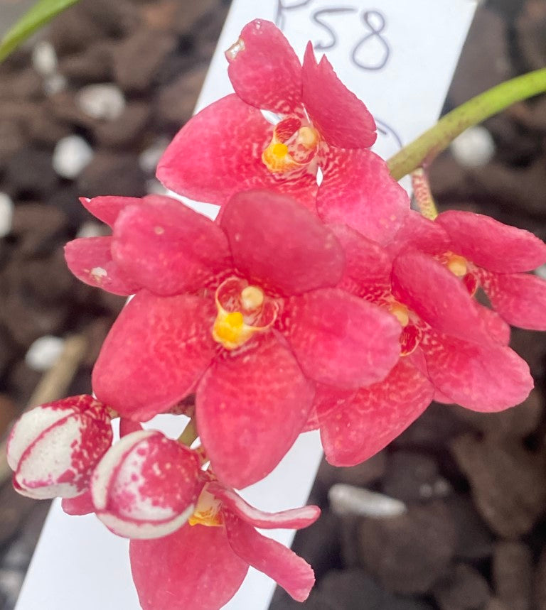 P58 Sarcochilus (Rebecca x Kara)