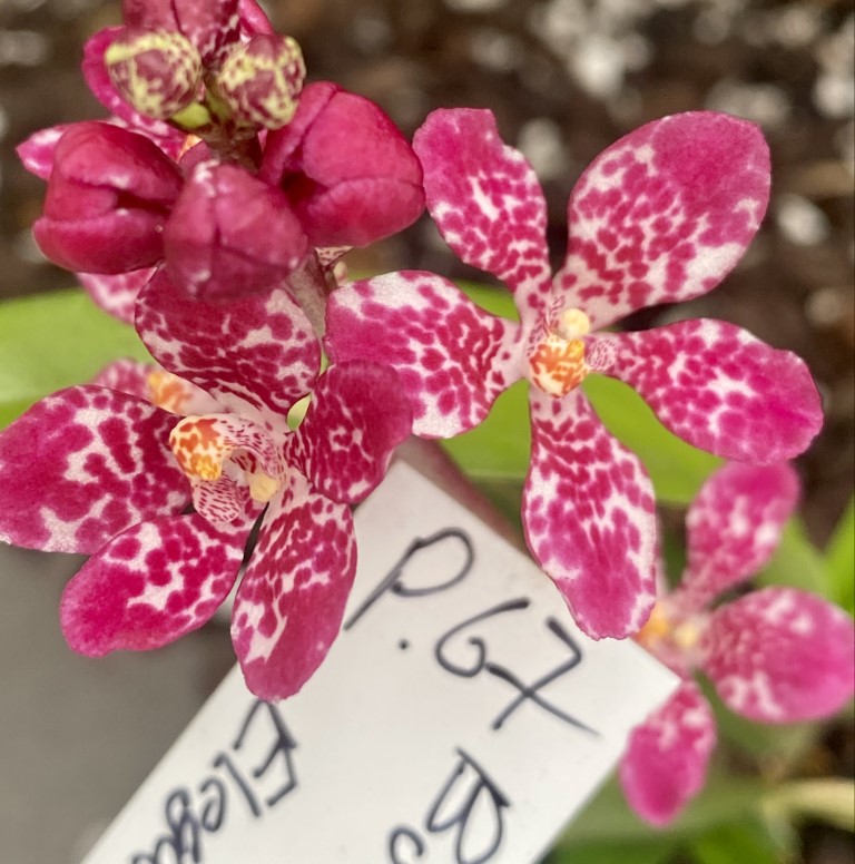P67 Sarcochilus (Burgundy On Ice x Elegance)