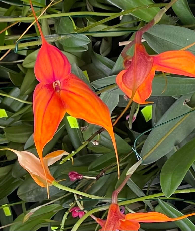 Masdevallia Parlatoreana 'Jul' HCC/AOC