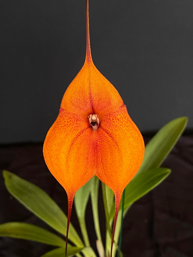 Masdevallia Rein Staal 'La Stupenda' V.G. – Mt Beenak Orchids