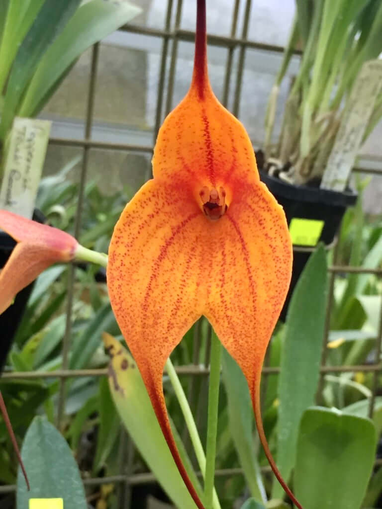 Masdevallia Rein Touch 'Best of Beenak' FCC/AOC