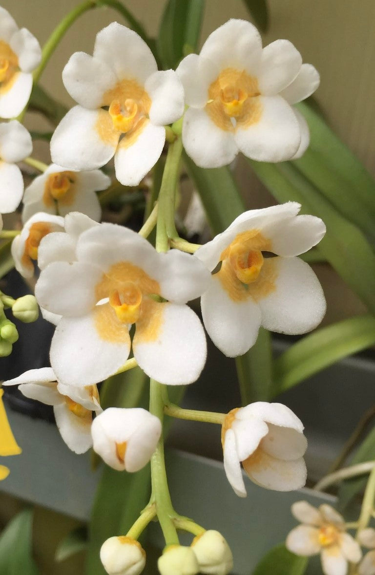 S247 Sarcochilus Mary Larkin 'Brendan' x Erin 'Botanic'