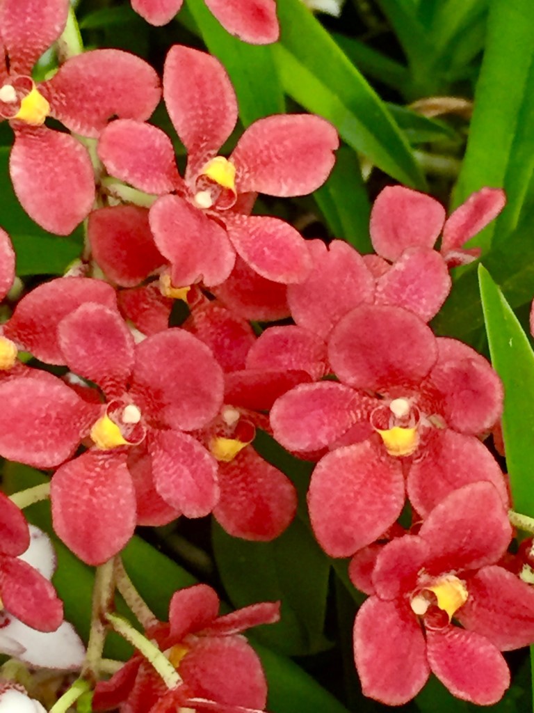 Sarcochilus Rachael Emma 'Rusty'