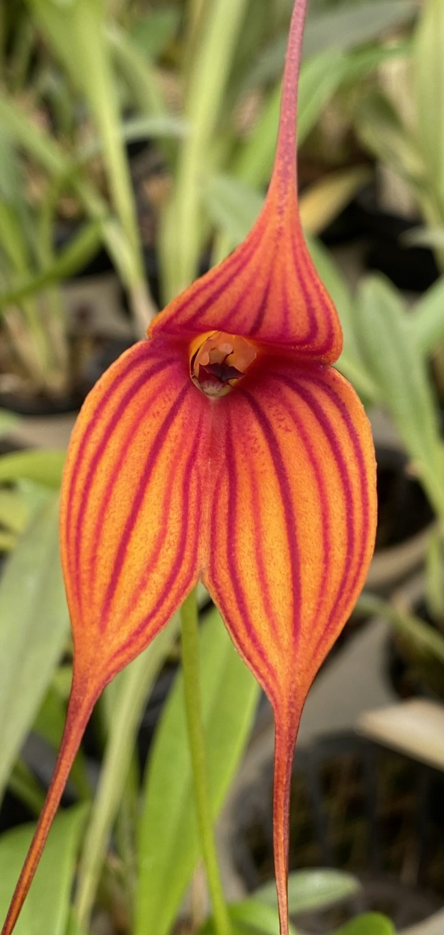 Masdevallia Stripe King 'Vivid Stripes'