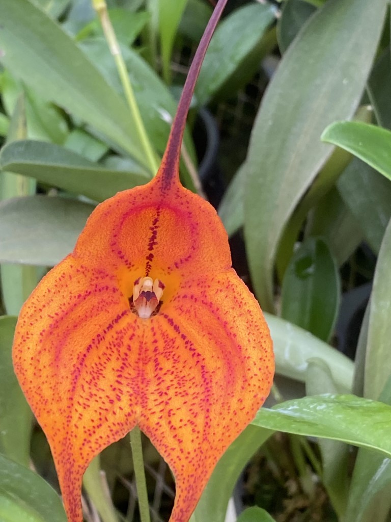 Masdevallia Super Nova 'Orange Special'
