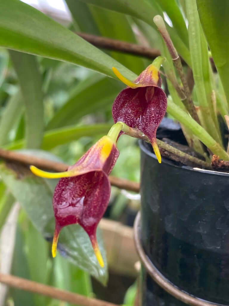 Masdevallia pyxsis (species)