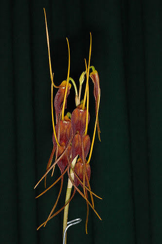 Masdevallia schlimmii (species)