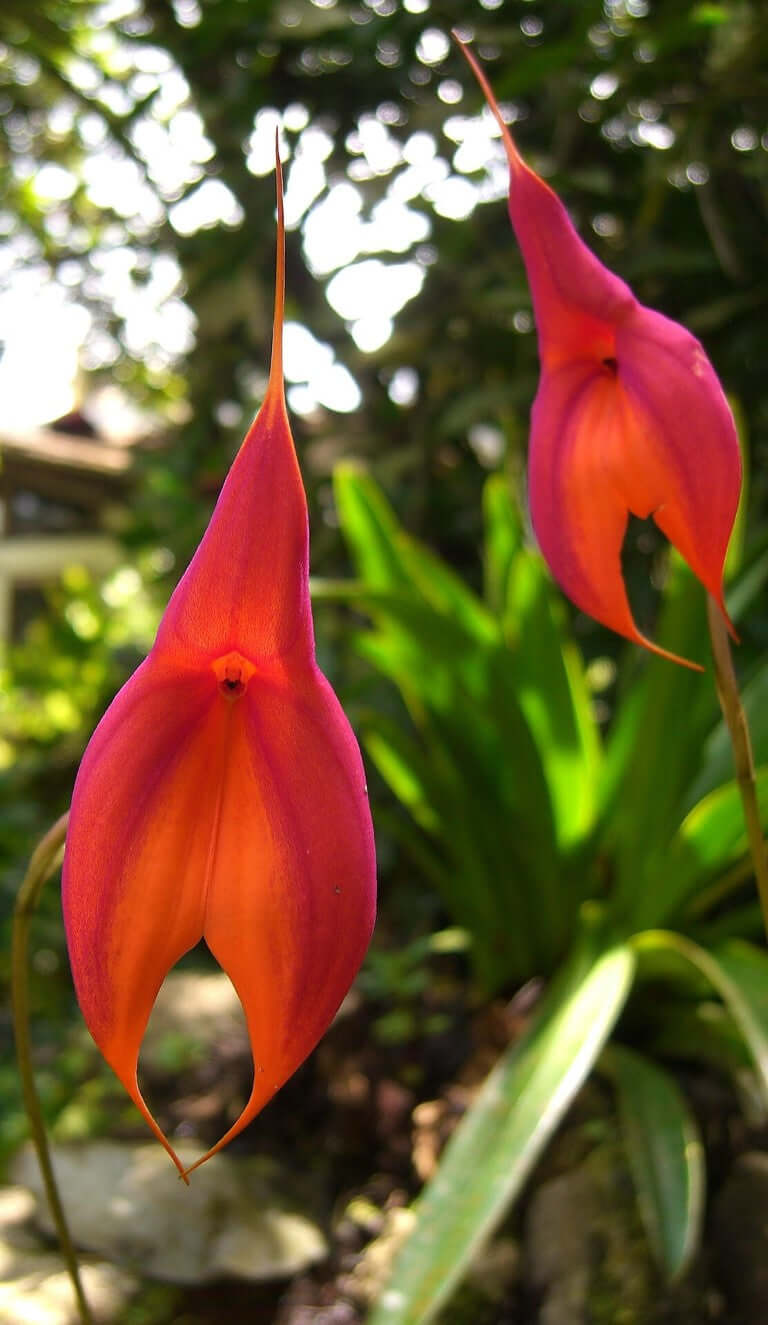 Masdevallia veitchiana 'Great Grosvenor' (species)