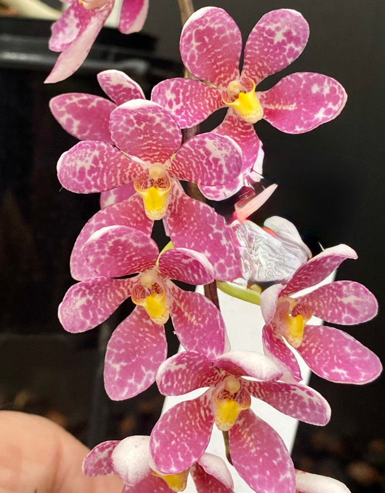 2022 Sarcochilus Gabrielle 'Mauve Pink' x Elegance 'Super Pink'