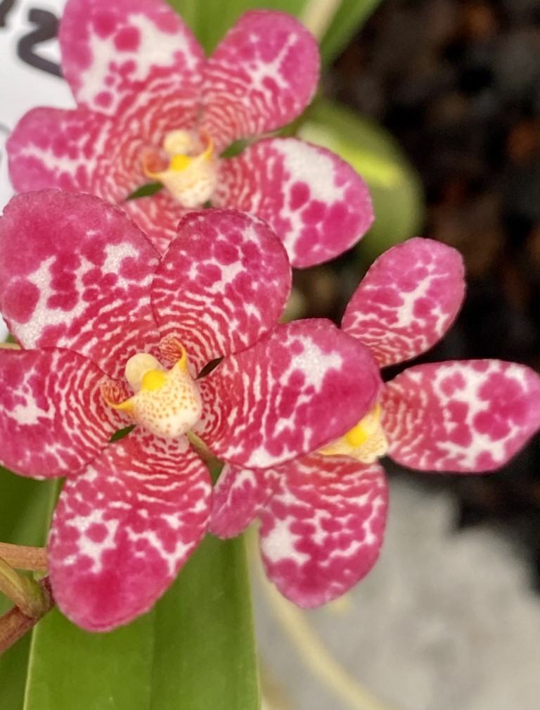 2144 Sarcochilus Gabrielle 'Rocket' x Elegance 'Super Pink'