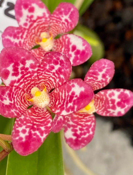 2144 Sarcochilus Gabrielle 'Rocket' x Elegance 'Super Pink'