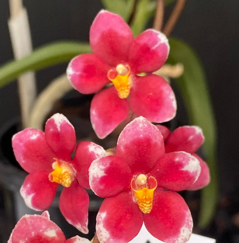2129 Sarcochilus Allora 'Rich Pink' x Burgundy On Ice 'Harcourt' HCC/AOC