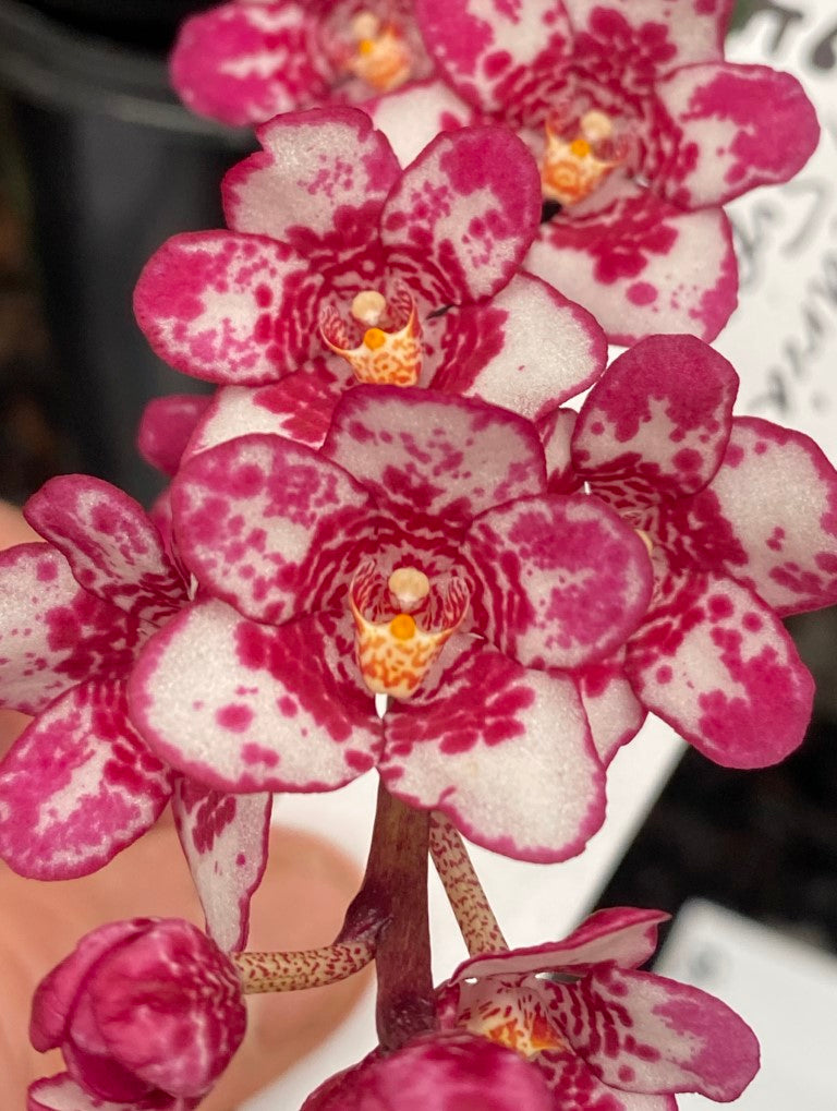 2128 Sarcochilus Gabrielle 'Up Spots' x Gabrielle 'Crimson Spots'