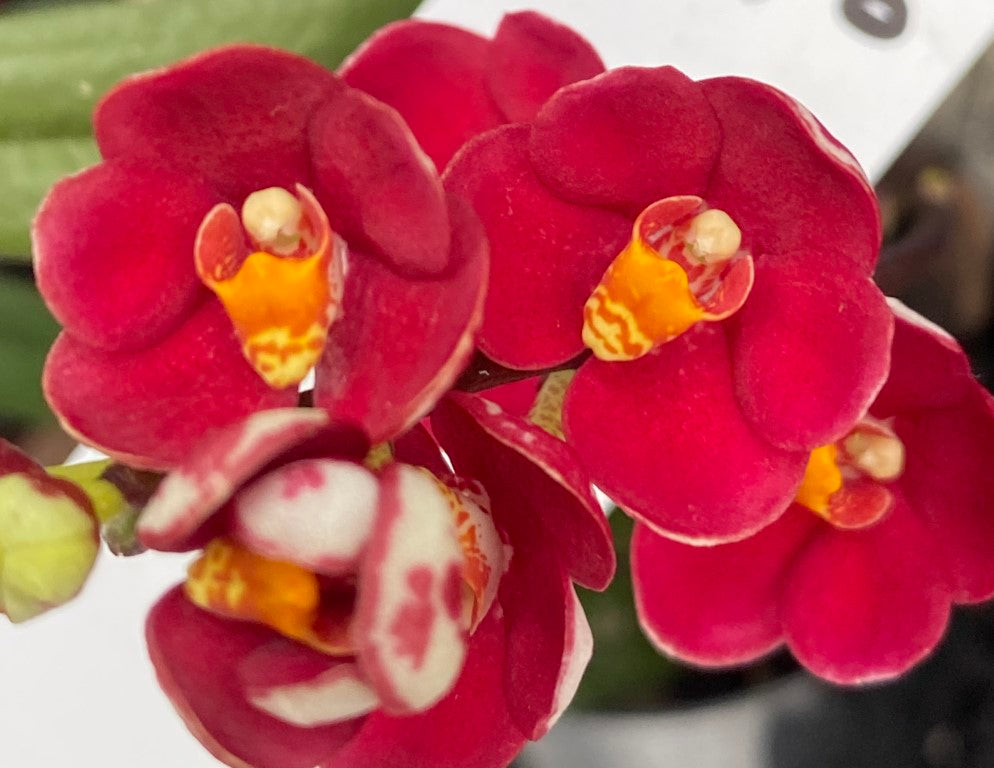 N3 Sarcochilus Ailsa 'Rich Port' x Mem. Doug Abel 'Dark Red'