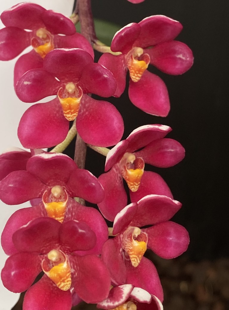2173 Sarcochilus Allora 'Golden Eye' x Ailsa 'Dark Red'