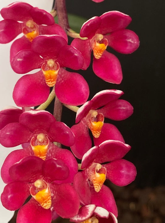 2173 Sarcochilus Allora 'Golden Eye' x Ailsa 'Dark Red'