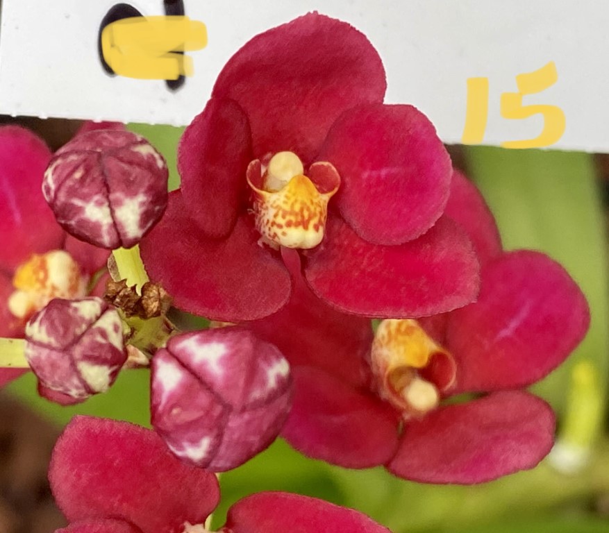 C15 Sarcochilus Magic 'Bute'